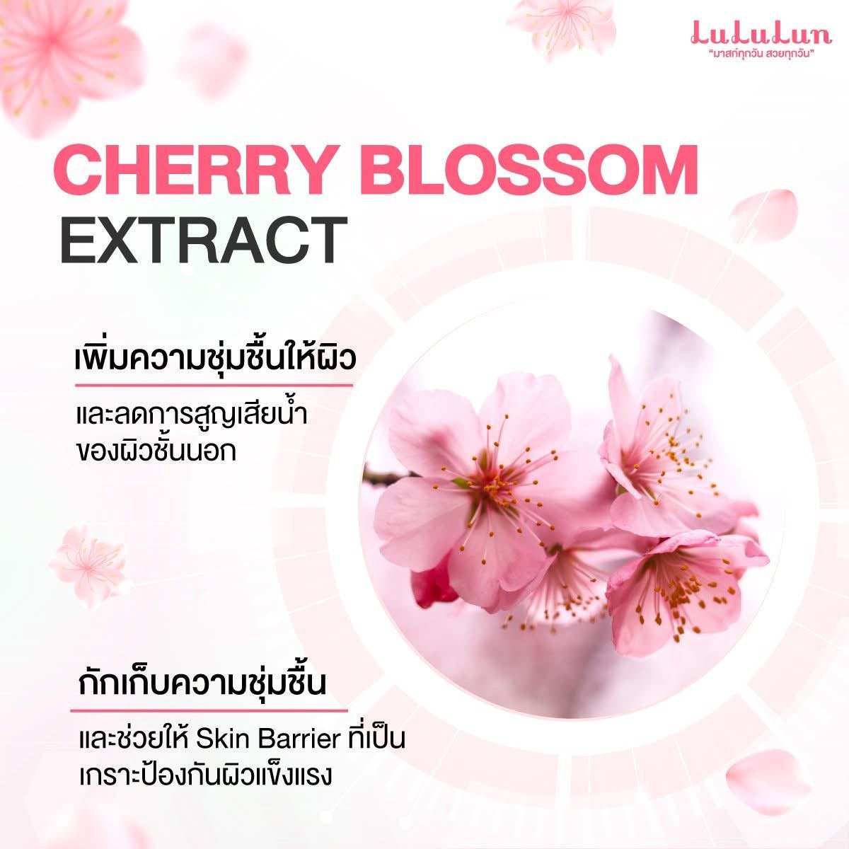 Lululun Premium Face Mask Sakura Spring Edition (7 Sheets) قناع الوجه الفاخر من لولولون، إصدار ساكورا الربيعي - Princess Cosmetics Qatar